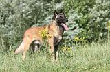 MALINOIS 385